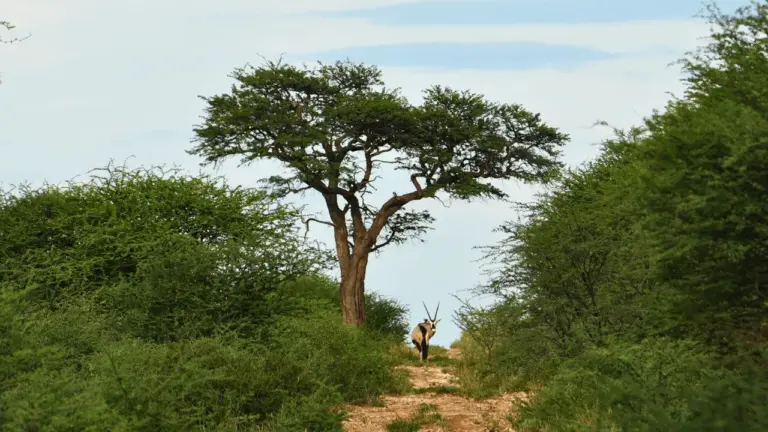 The EcoHunter – Oryx im Buschland der Jagdfarm Omambonde Tal bei Grootfontein