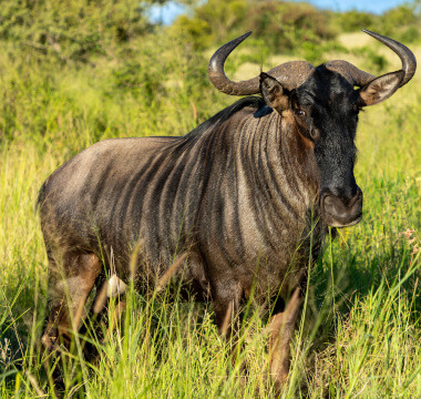 Blue Wildebeest