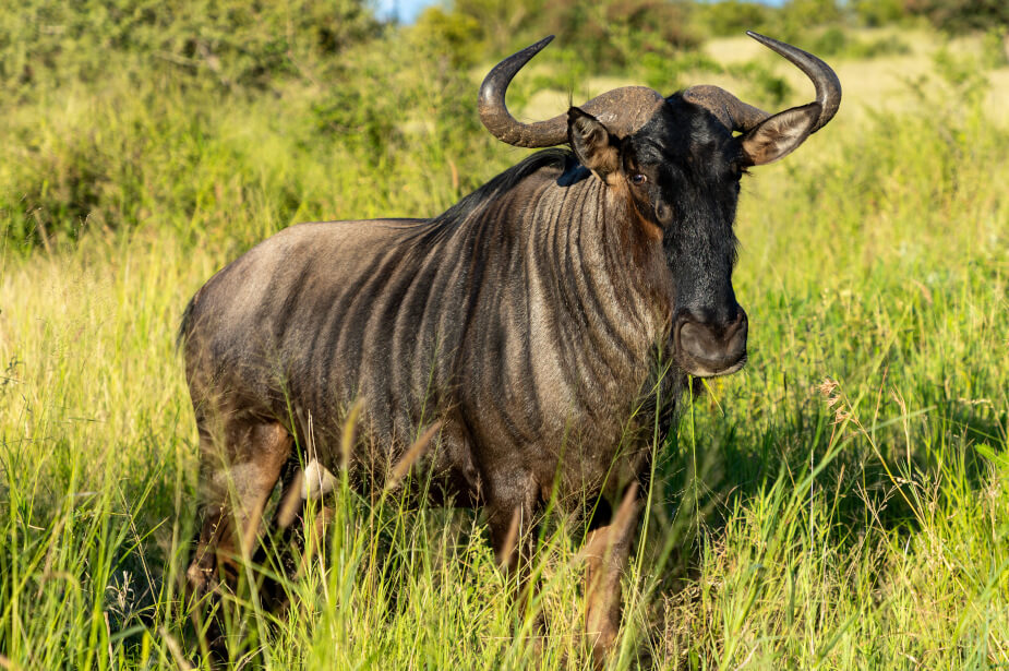 Past-prime blue wildebeest bull running on green grass