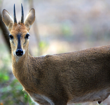 Duiker