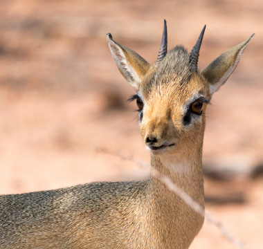 Damara Dik-Dik