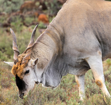 Eland