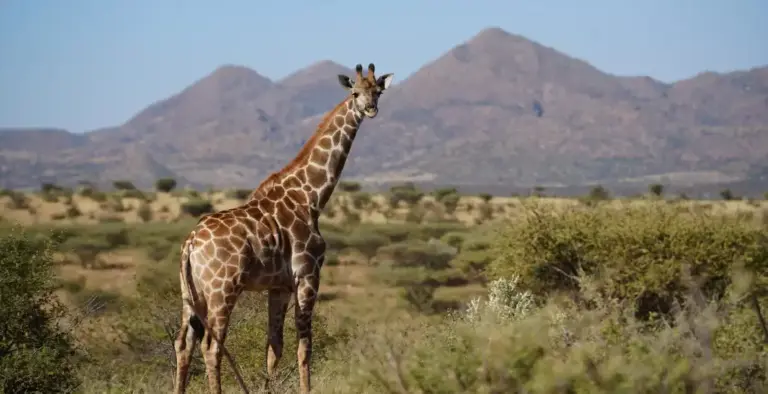 Giraffe at Haris hunting farm, Namibia