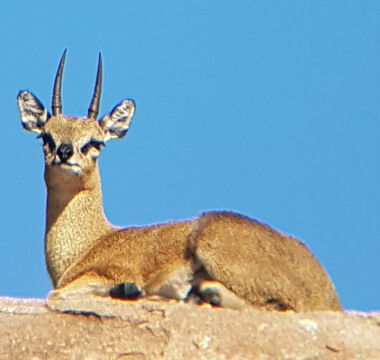 Klipspringer