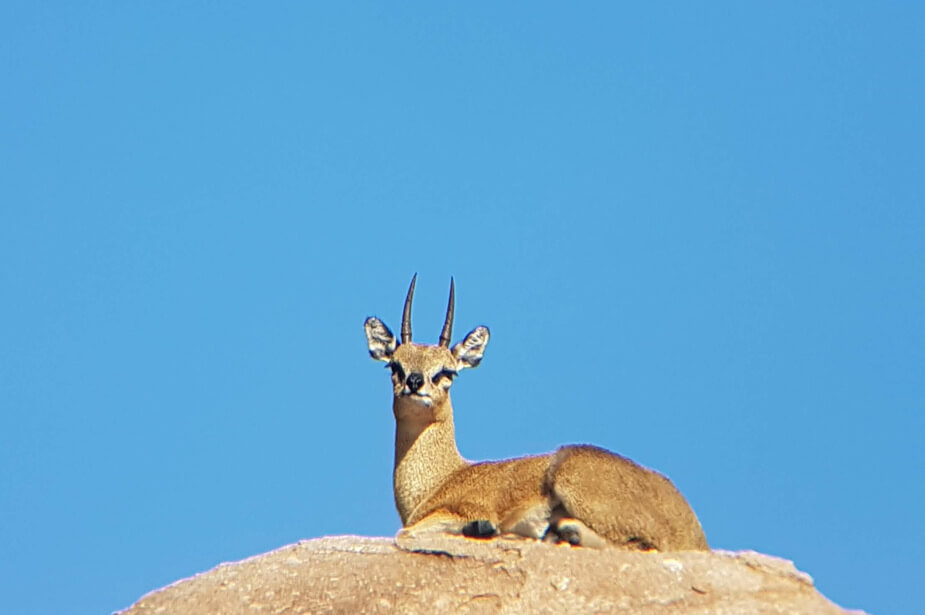 Past-prime klipspringer lying on a rock