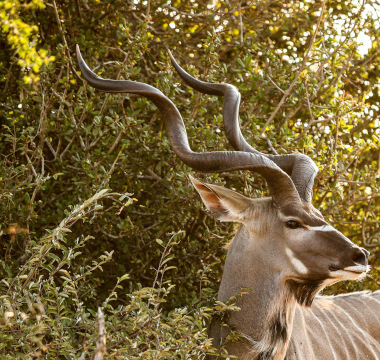 Kudu