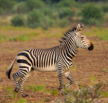 Hartmann's Mountain Zebra