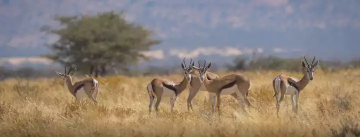 Springbok on the open plains at Okondura hunting farm
