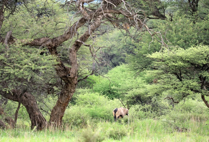 Oryx in the bush at Omambonde-Tal hunting farm