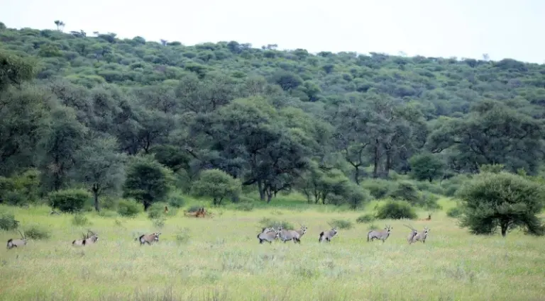 Herd of oryx and red hartebeest at Omambonde-Tal