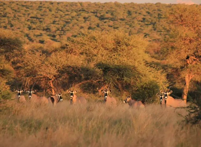 Oryx herd at Omambonde-Tal hunting farm