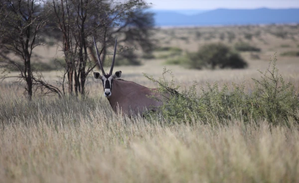 Oryx on Onverwacht hunting farm