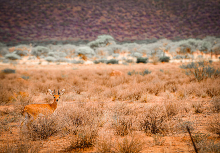 Steenbok at Onverwacht hunting farm