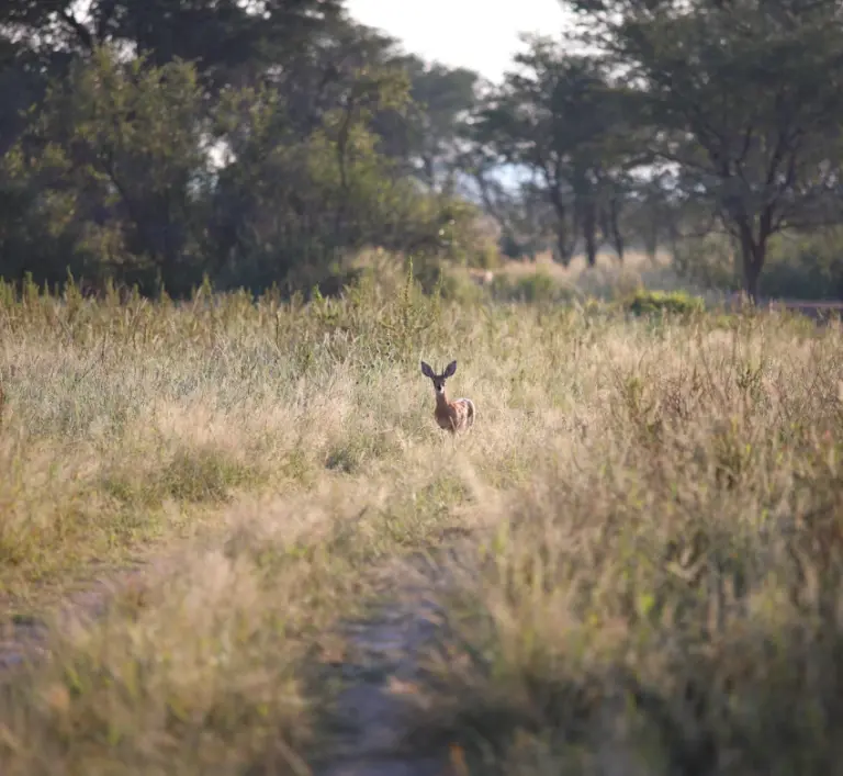 Steenbok next to a farm road at Onverwacht