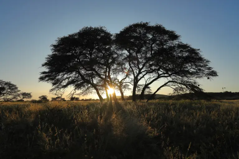 Landscape at sunset at Onverwacht hunting farm