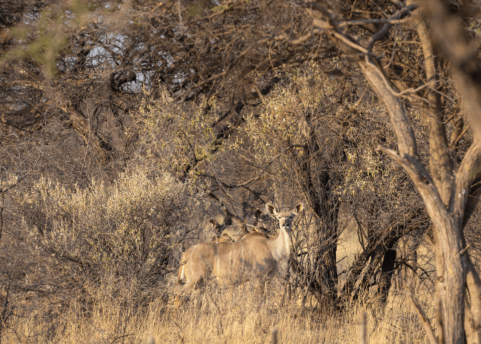 Kudu at Petersfarm