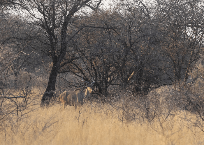 Kudu bull at Petersfarm hunting farm