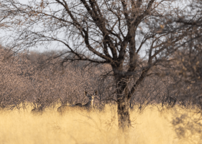 Kudu at Petersfarm hunting farm