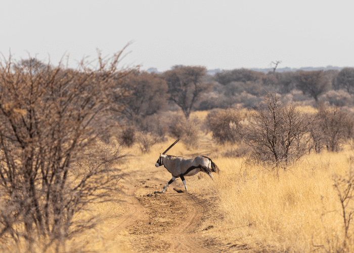 Oryx at Petersfarm hunting farm