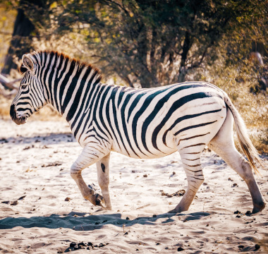Plains Zebra