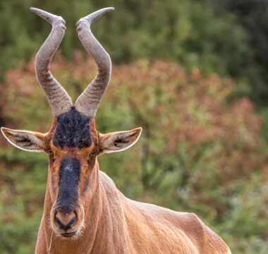 Red Hartebeest