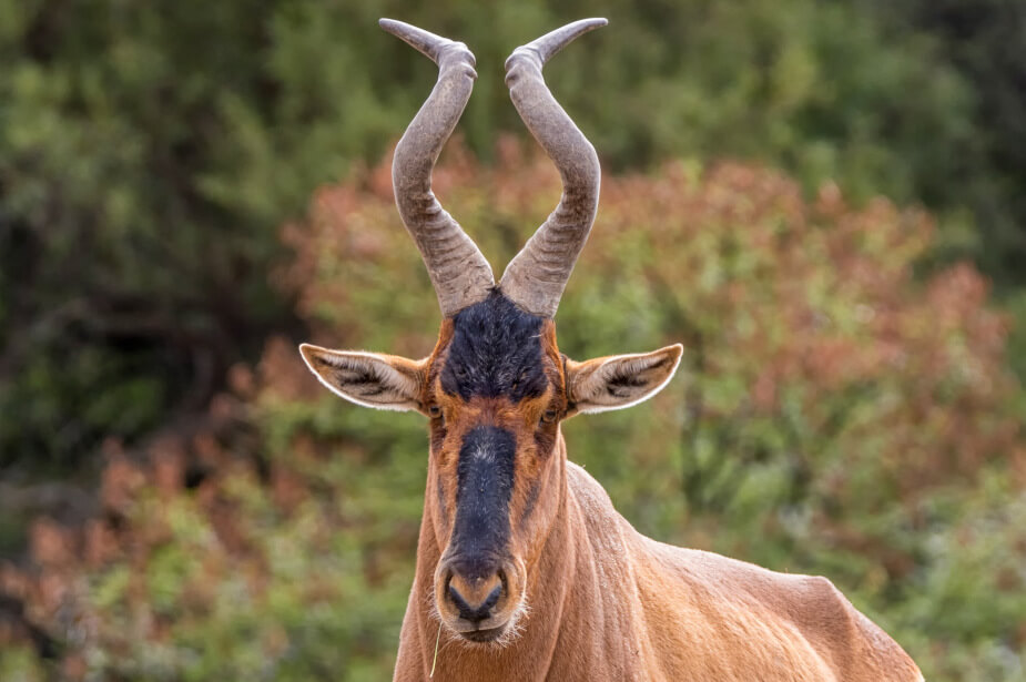 Past-prime red hartebeest watching alertly