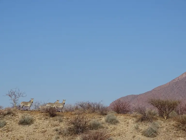 Herd of mountain zebra in open country at Reficiens