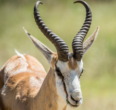 Springbok