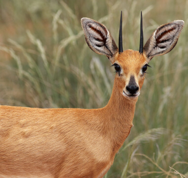 Steenbok