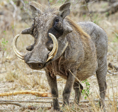 Warthog